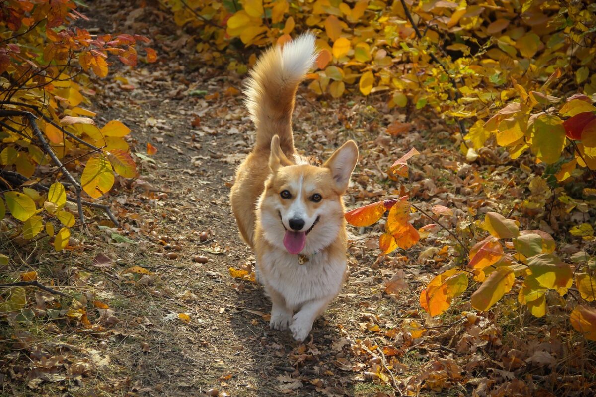 7 Surprising Ways Dogs Adjust Their Tails To Send Different
Messages