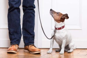 7 Surprising Ways Dogs Choose Their Pack Leaders In Family
Homes