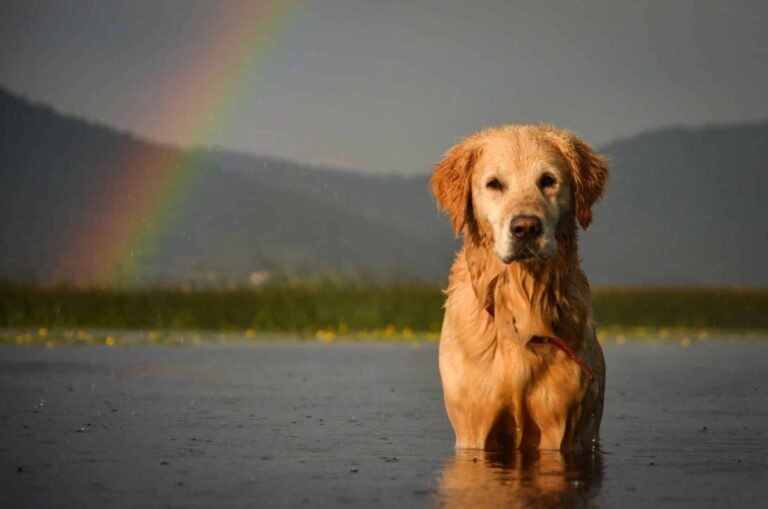 7 Ways A Golden Retriever Would Win Hearts (And Votes) As
President