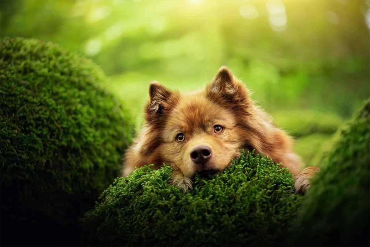 8 Dog Breeds That Look Like They Stepped Out of a
Fairytale