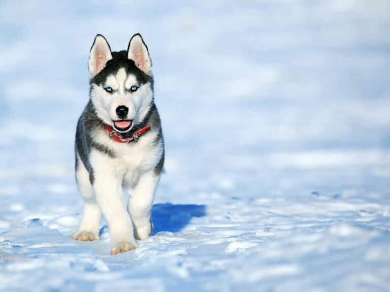 8 Dog Breeds with a Passion for Snow