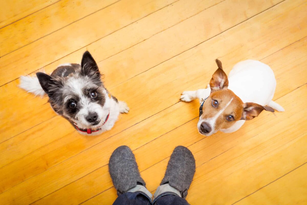 8 Fascinating Things Dogs Know About Their Owners