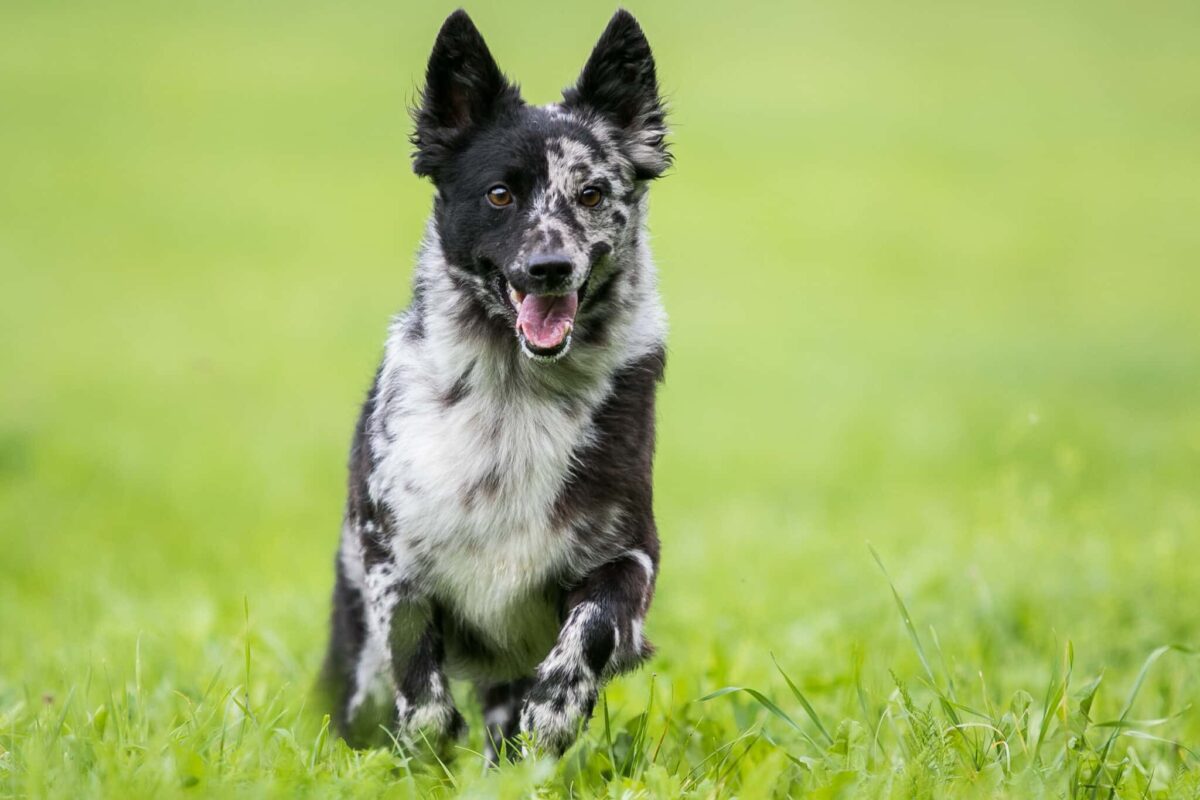 8 Rare Dog Breeds You’ve Probably Never Seen