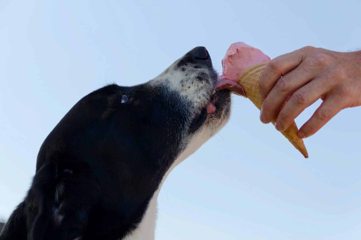 8 Unusual Habits Dogs Pick Up From Their Owners