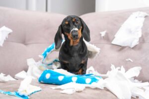 9 Adorable Ways Dogs Prove They’re Messy Little
Geniuses