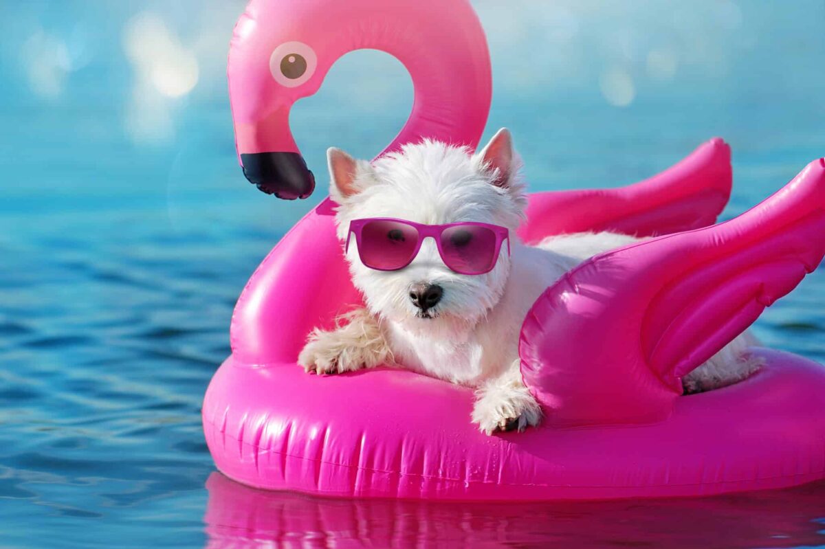 9 Curious Reasons Why Dogs Love Sunbathing