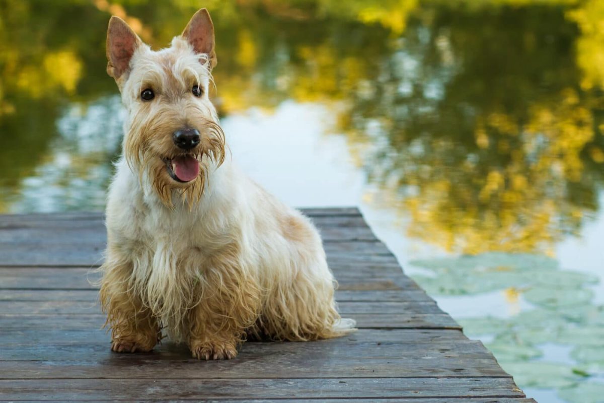 9 Dog Breeds That Are Famous for Their Independent
Spirits