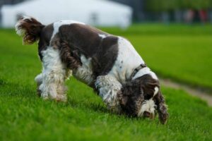 9 Dog Breeds With Exceptional Scent-Tracking Skills