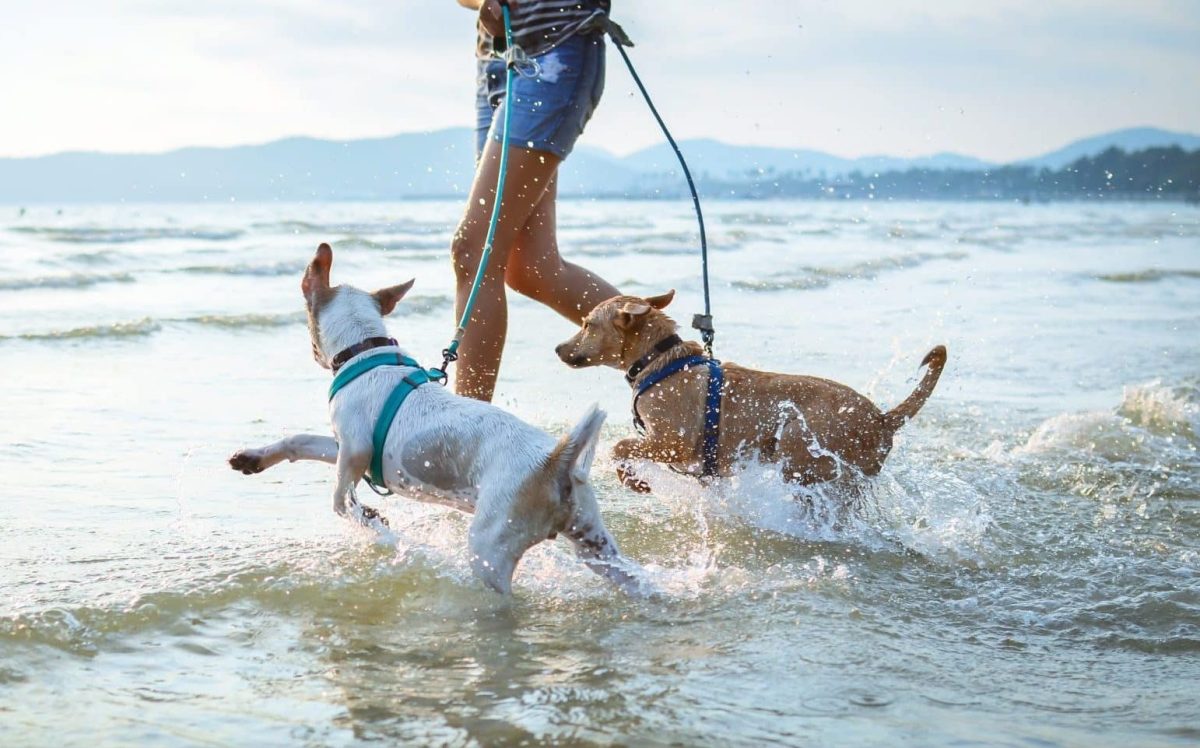 9 Easy Ways To Make Your Dog’s Daily Walks More
Enjoyable