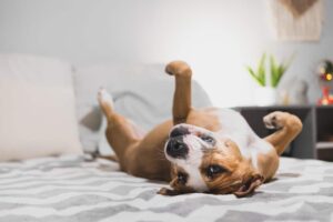 9 Excited Little Things Dogs Do That Brighten Your
Day