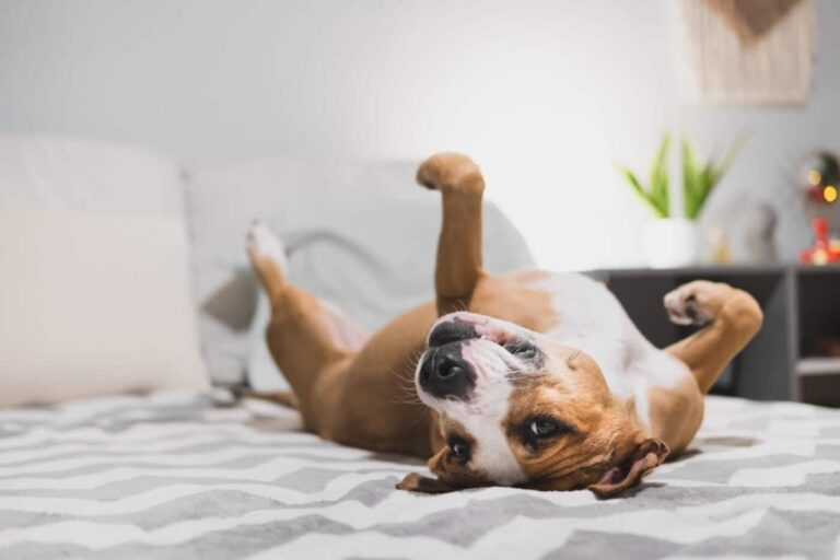 9 Excited Little Things Dogs Do That Brighten Your
Day