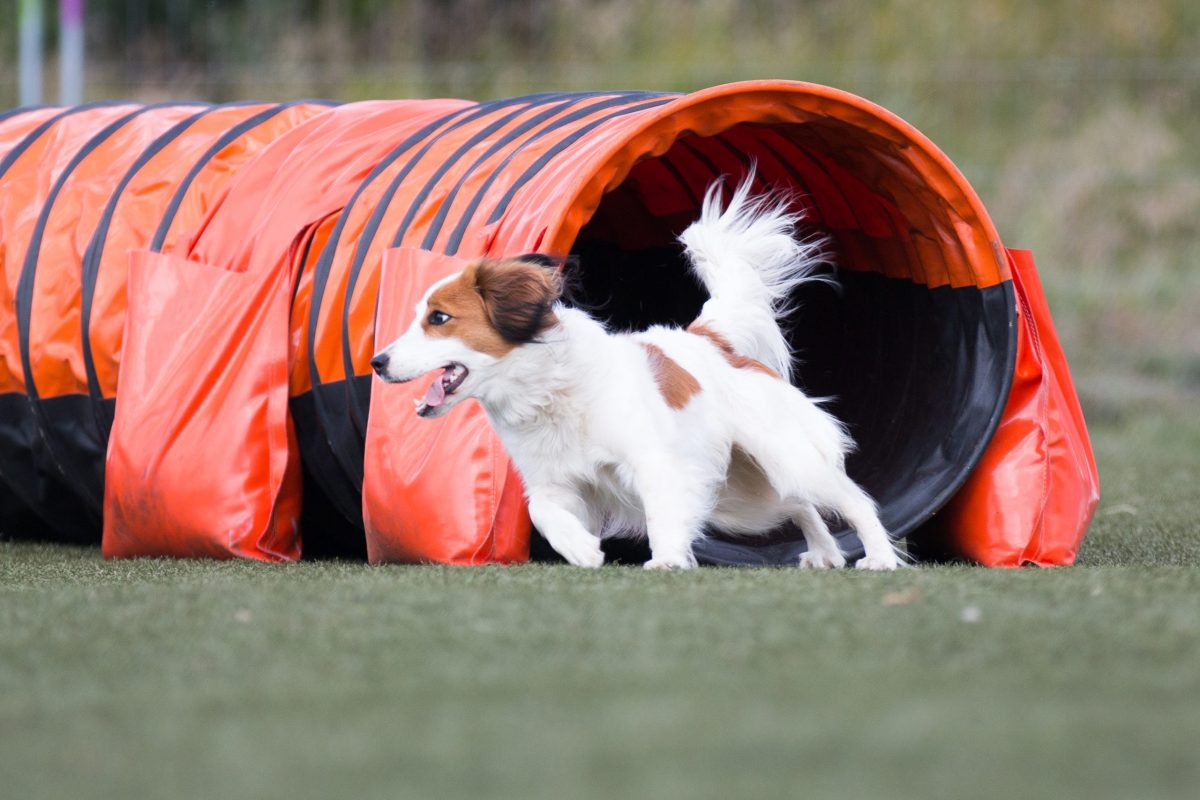 9 Fun And Simple Ways To Keep Your Dog Fit And
Active