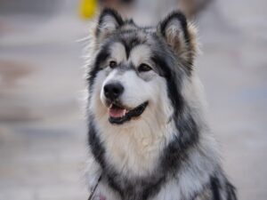 9 Fun Facts You Didn’t Know About Alaskan Malamutes