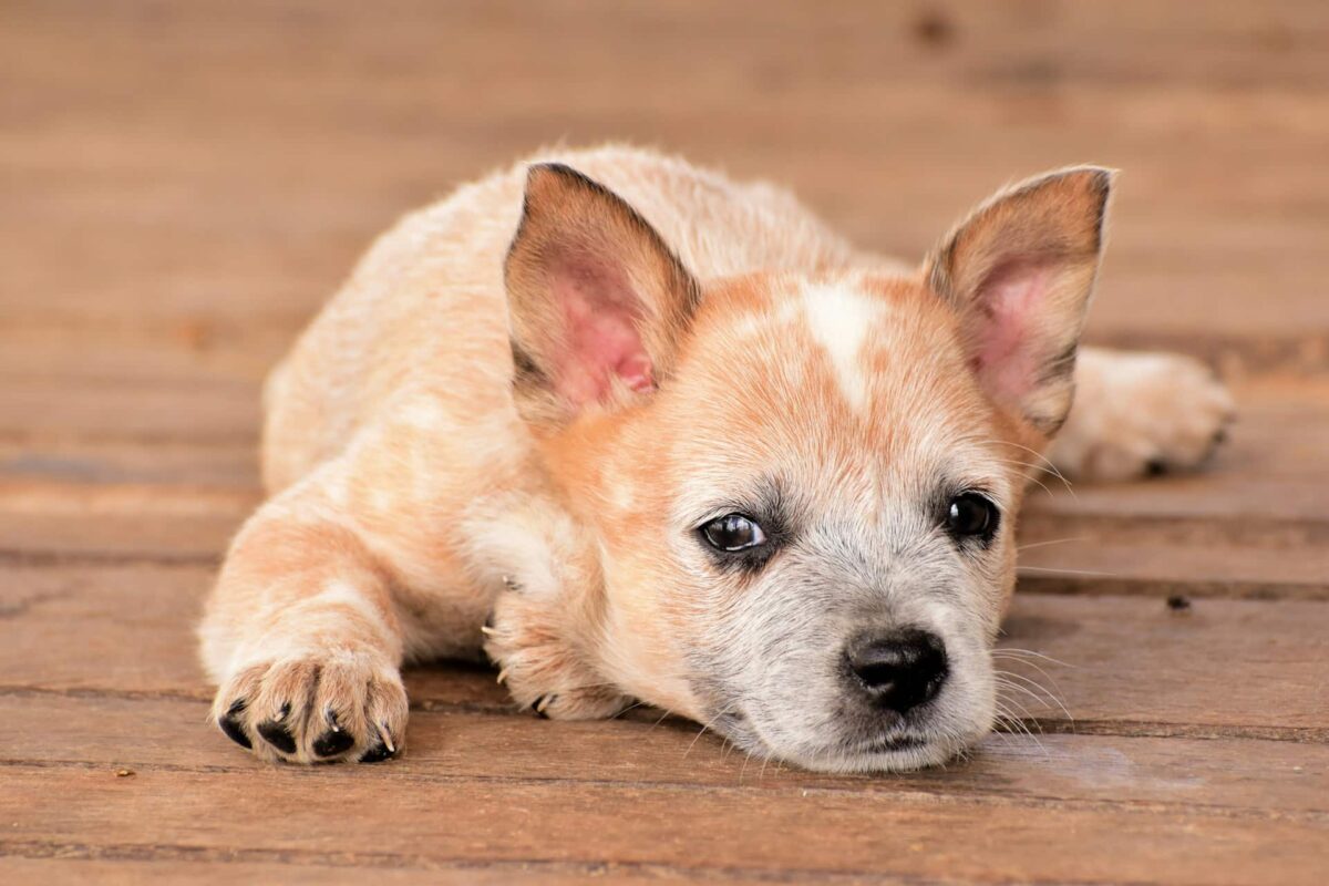 9 Fun Facts You Didn’t Know About Australian Cattle
Dogs