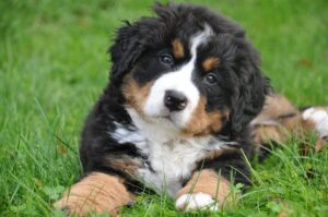 9 Fun Facts You Didn’t Know About Bernese Mountain
Dogs