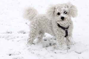 9 Fun Facts You Didn’t Know About Bichon Frises