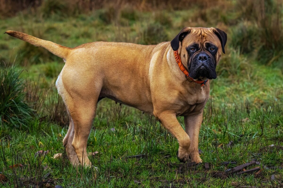 9 Fun Facts You Didn’t Know About Bullmastiffs