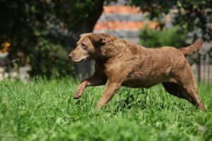 9 Fun Facts You Didn’t Know About Chesapeake Bay
Retrievers