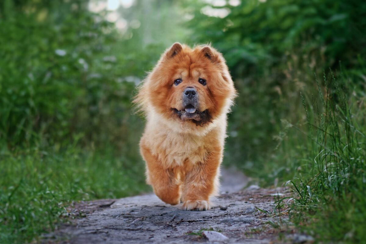 9 Fun Facts You Didn’t Know About Chow Chows