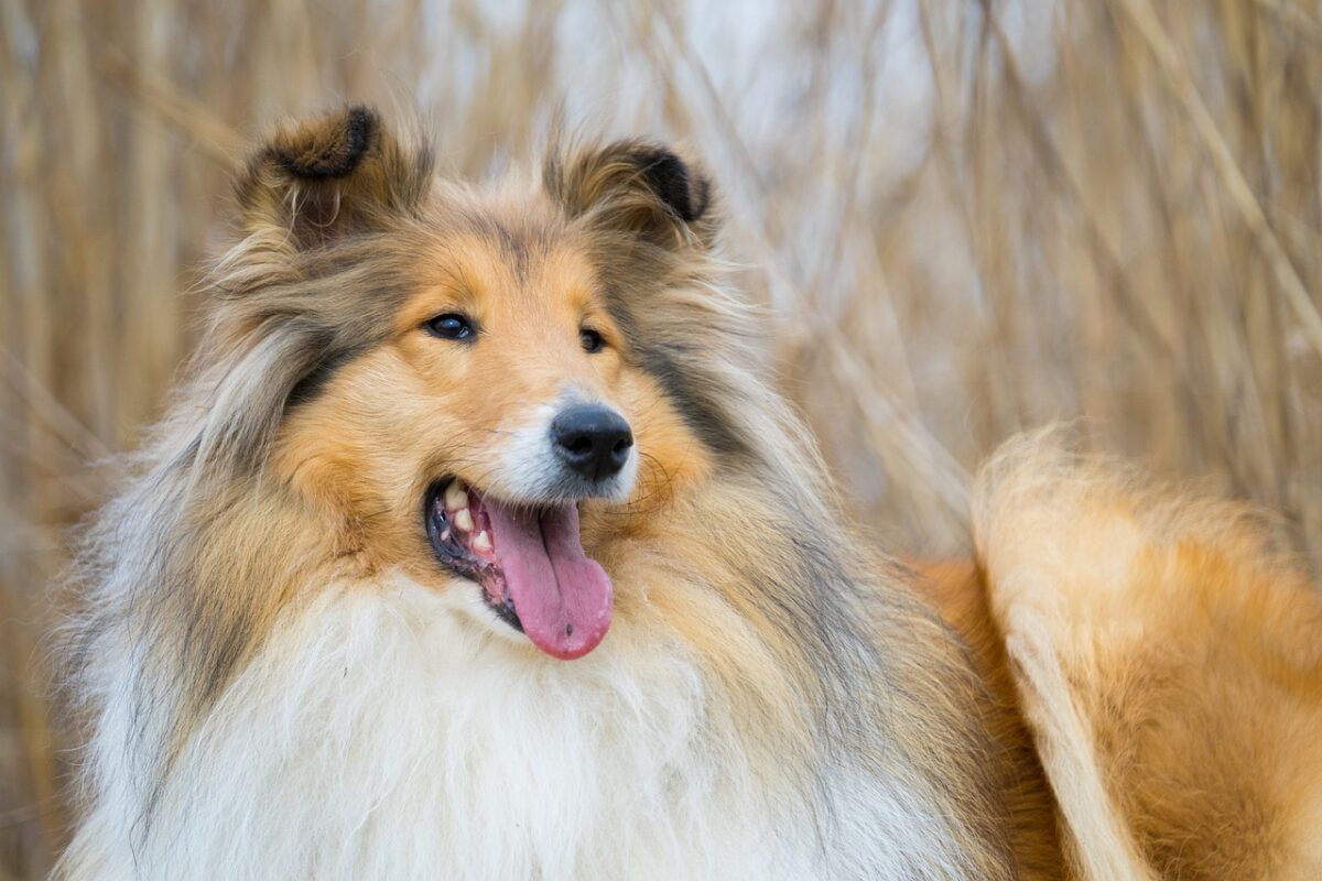 9 Fun Facts You Didn’t Know About Collies