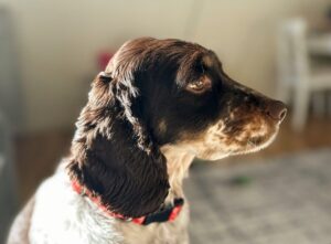 9 Fun Facts You Didn’t Know About English Springer
Spaniels