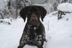 9 Fun Facts You Didn’t Know About German Shorthaired
Pointers