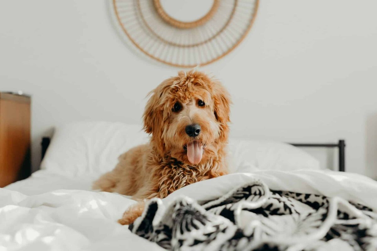 9 Fun Facts You Didn’t Know About Goldendoodles