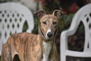 9 Fun Facts You Didn’t Know About Greyhounds