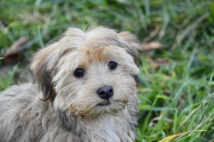 9 Fun Facts You Didn’t Know About Havanese