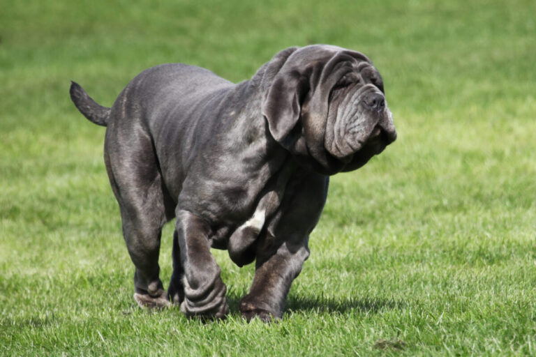 9 Fun Facts You Didn’t Know About Mastiffs