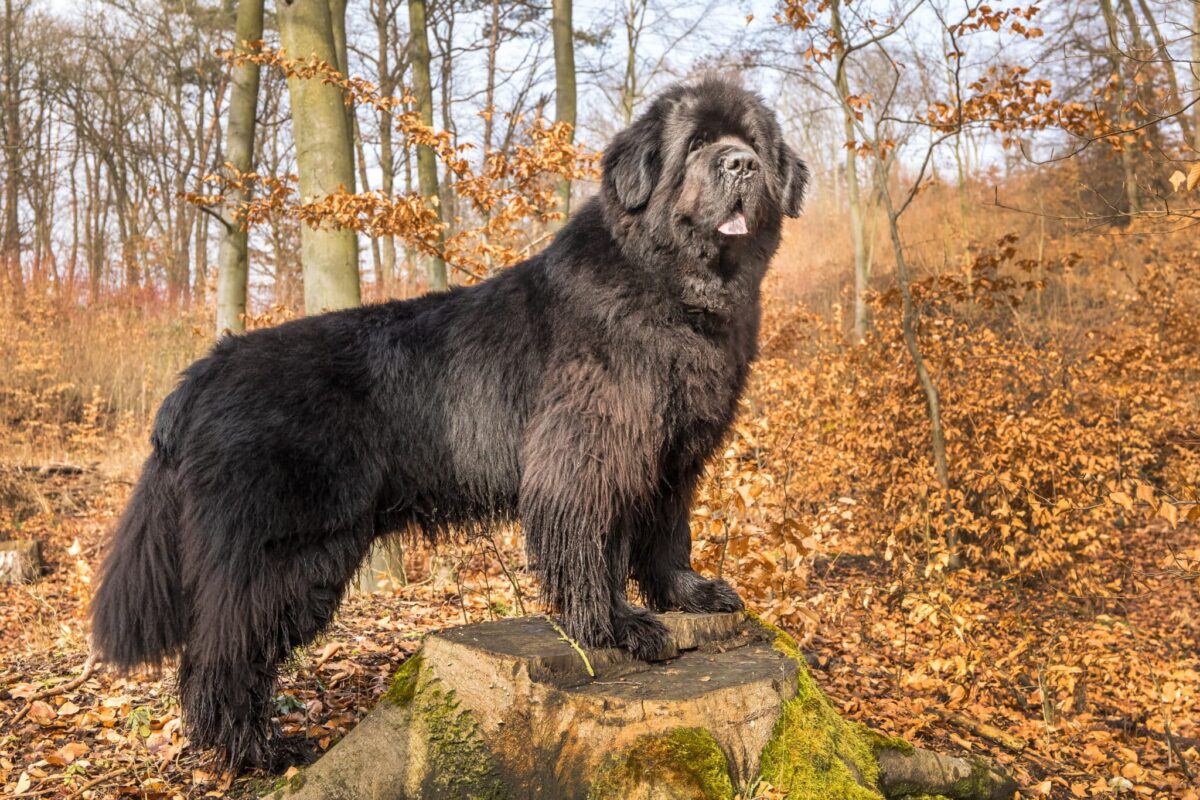 9 Fun Facts You Didn’t Know About Newfoundlands