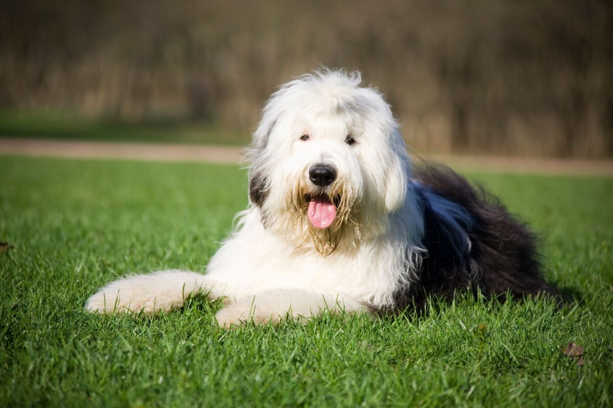 9 Fun Facts You Didn’t Know About Old English
Sheepdogs