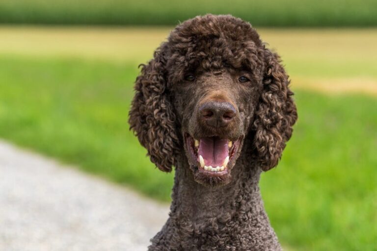 9 Fun Facts You Didn’t Know About Poodles