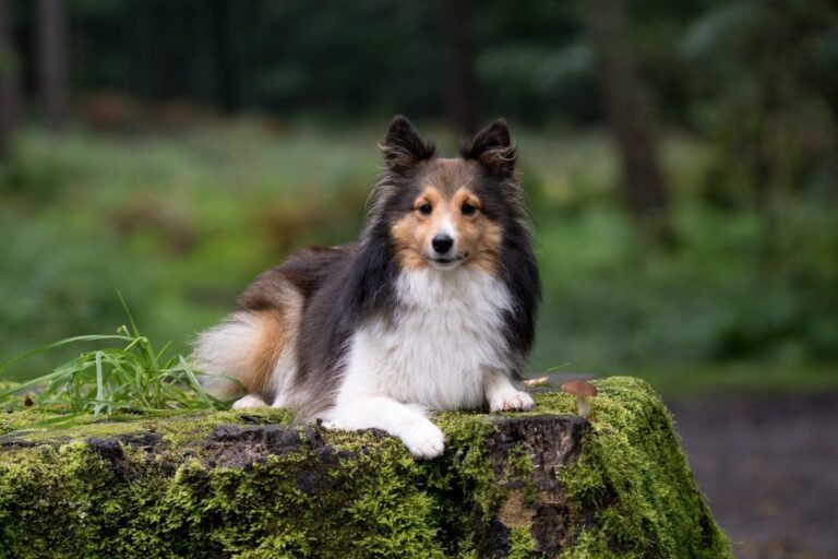 9 Fun Facts You Didn’t Know About Shelties