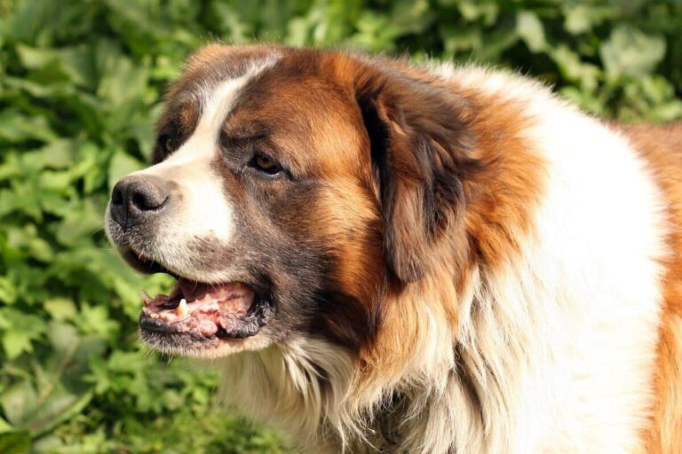 9 Fun Facts You Didn’t Know About St. Bernards