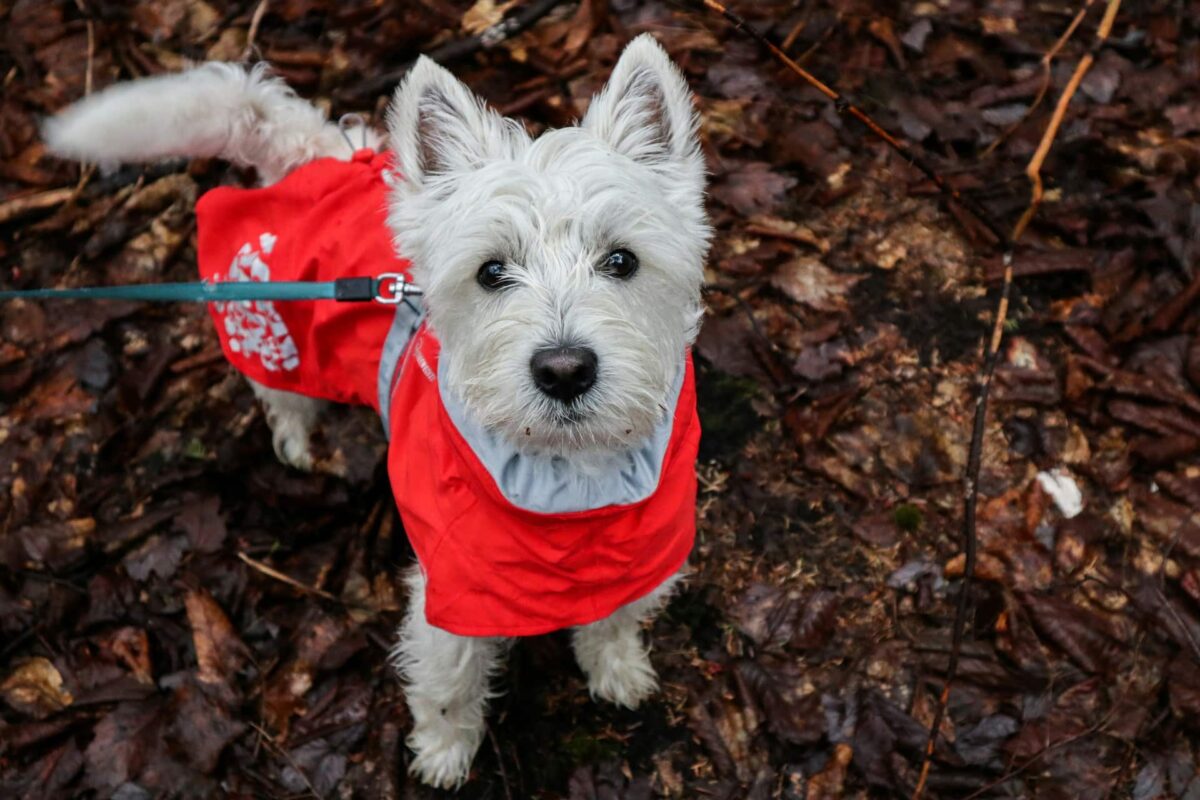 9 Fun Facts You Didn’t Know About Westies