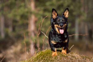 9 Heartwarming Signs Your Dog Is Living Their Best
Life