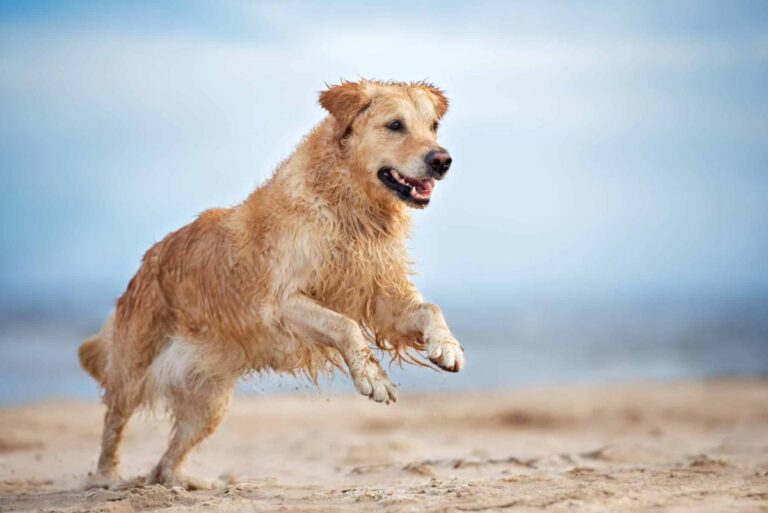 9 Simple Ways To Boost Your Dog’s Happiness Every
Day