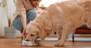 9 Tips For Feeding Your Dog The Right Amount Of Food