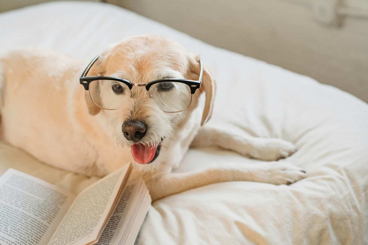 9 Ways Dogs Are Smarter Than We Think