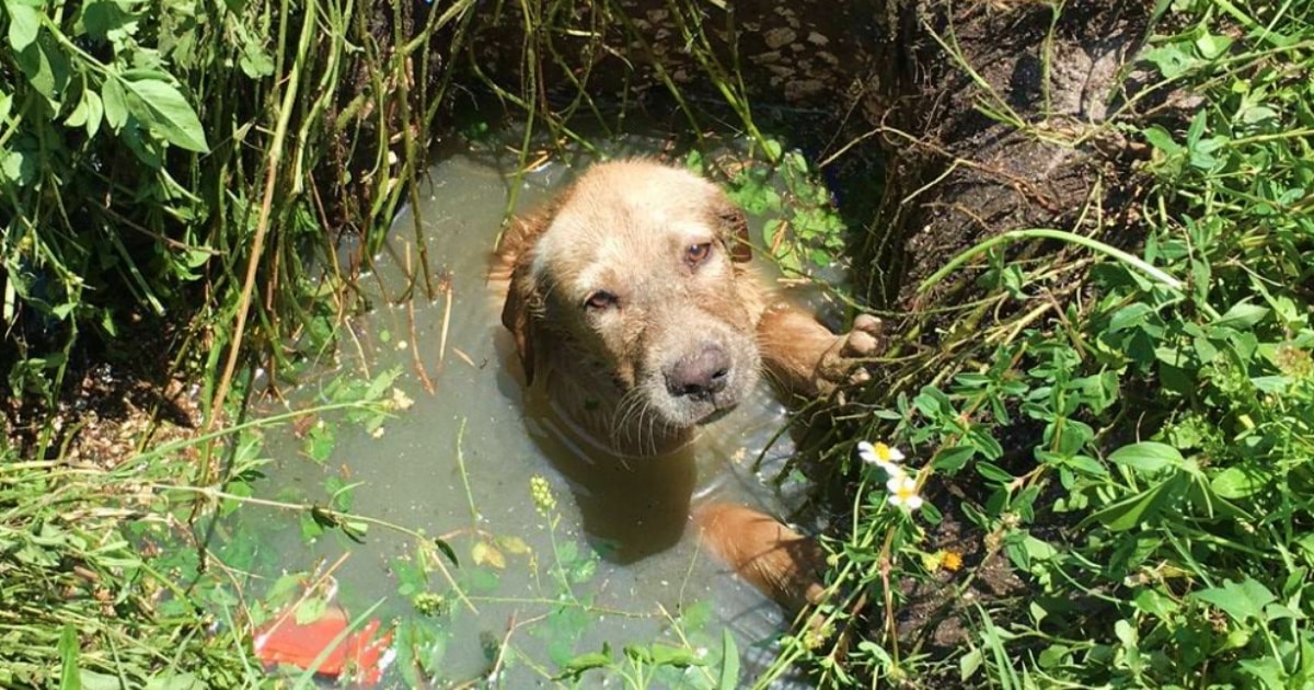 A Collapsing Septic Drain ‘Whined’ And A Little Head Poked
Out