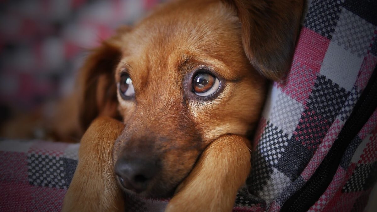 A Dog’s Eyes: How Dogs React to Different Colors Around
Them