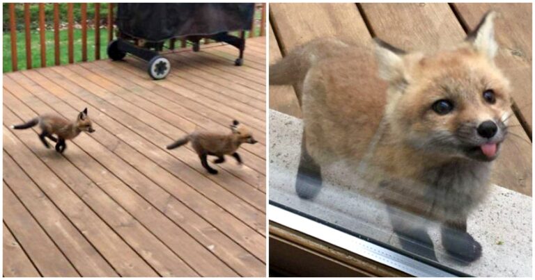 Baby Foxes Visit Grandma To Make Her Deck Their Own Personal
Playground