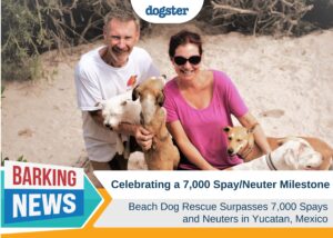 beach dog rescue 7,000 spay neuter milestone