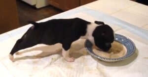 Boston Terrier Puppy Is Eating His Dinner &amp; Mom
Can’t Control Her Laughter