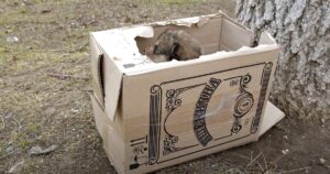 Box Found On The Side Of The Road With Some Innocent Puppies
Inside