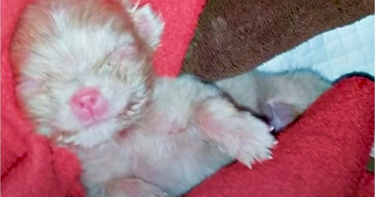 Breeder Couldn’t Profit From Tiny Albino Puppy So He Left
Him On The Ground