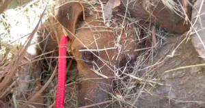 Buried Mama And Her Puppy Could Only Wait As A Bulldozer Ran
Across The Field