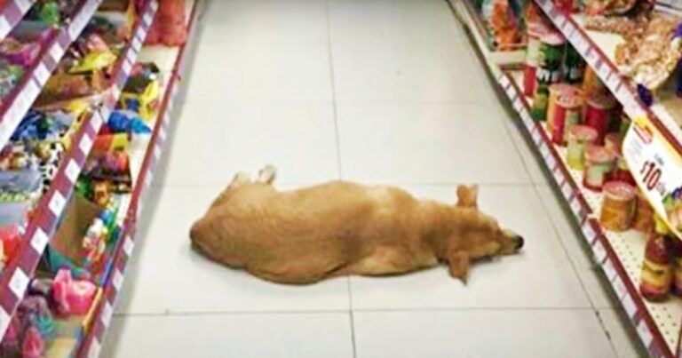 Clerk Opens Store For Stray Dog To Cool Off During 104° Heat
Wave