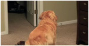 Dad Pointed His Camera At The Door Knowing His Dog Was In
For A “Reunion Of A Lifetime”